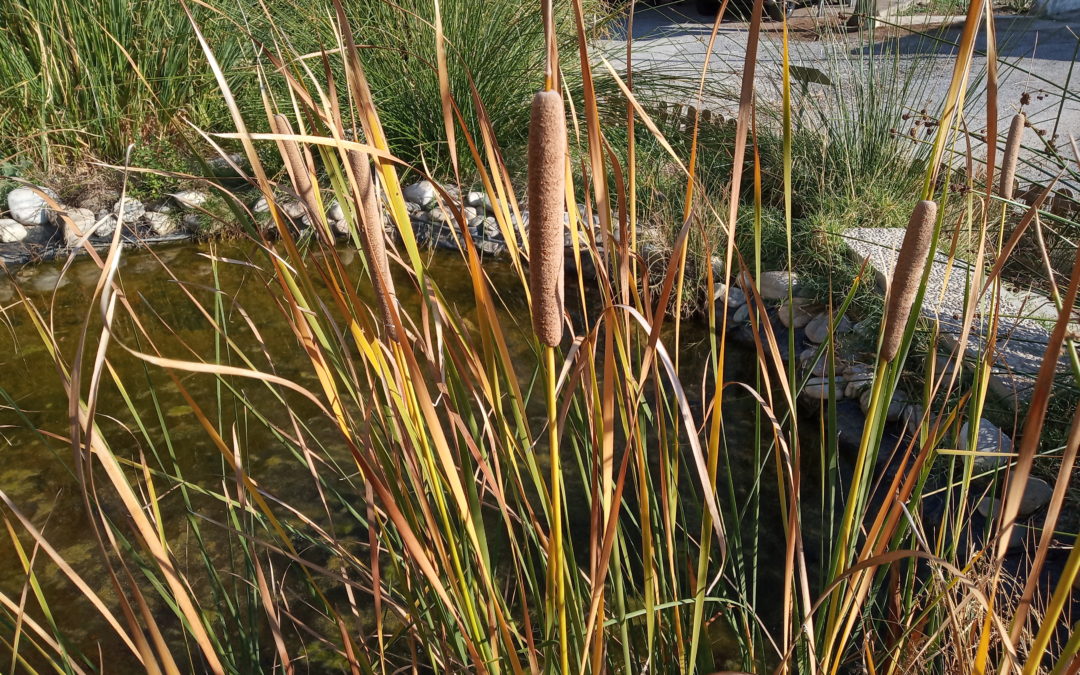 Composición del agua de la charca (2019/10/28)