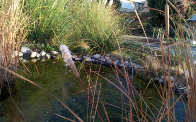 Composición del agua de la charca (2019/12/22)