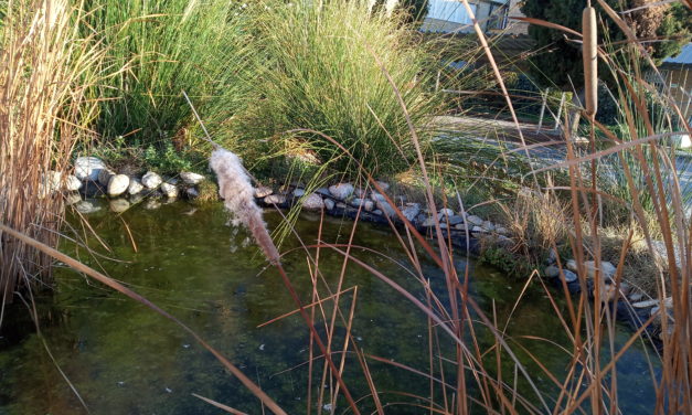 Composición del agua de la charca (2019/12/22)