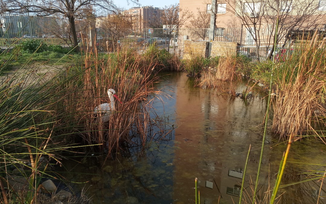 Composición del agua de la charca (2020/01/29)