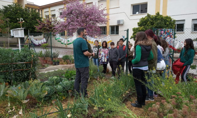Huerto escolar: ideas