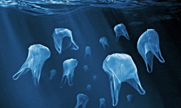 Comité Ambiental (2020/03/05)