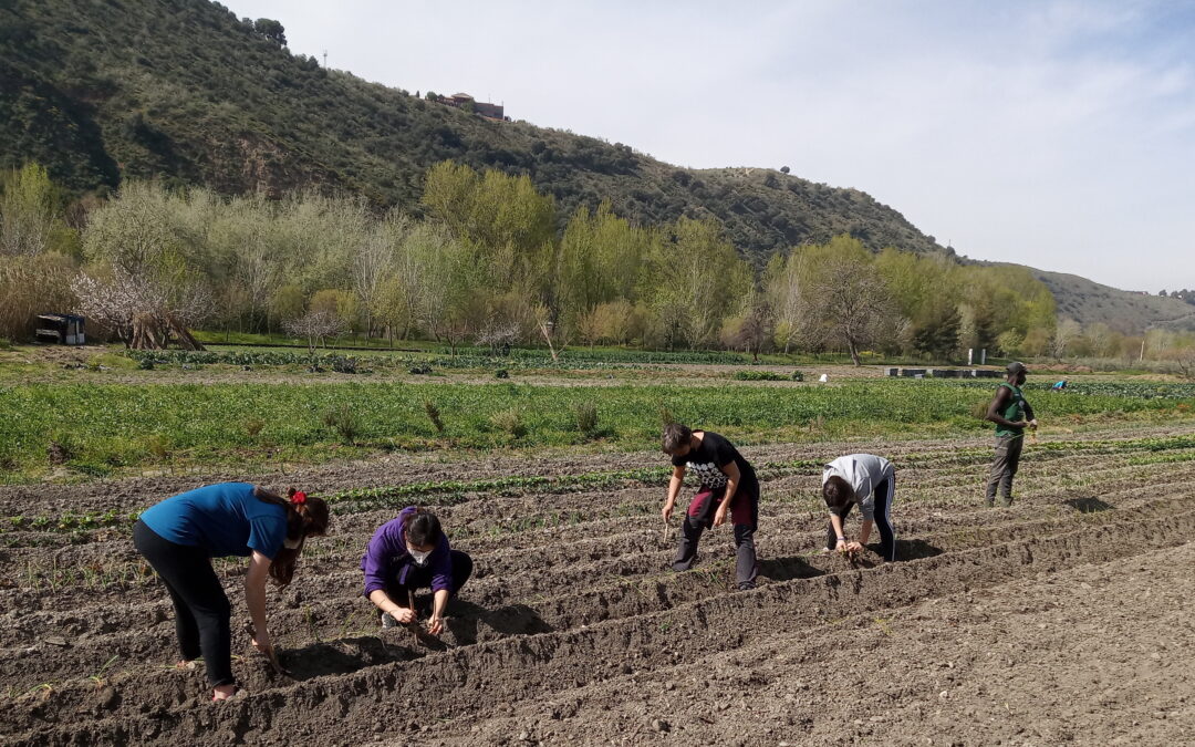 Brotes del Genil