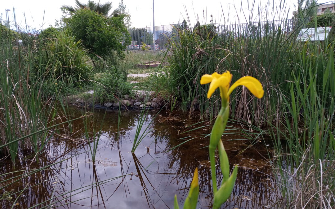 La charca y el jardín botánico en mayo