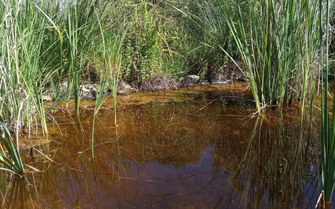 Composición del agua de la charca (2021/05/12)