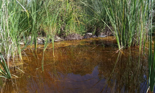 Composición del agua de la charca (2021/05/12)