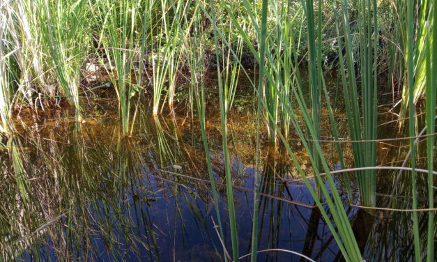 Composición del agua de la charca (2021/06/28)