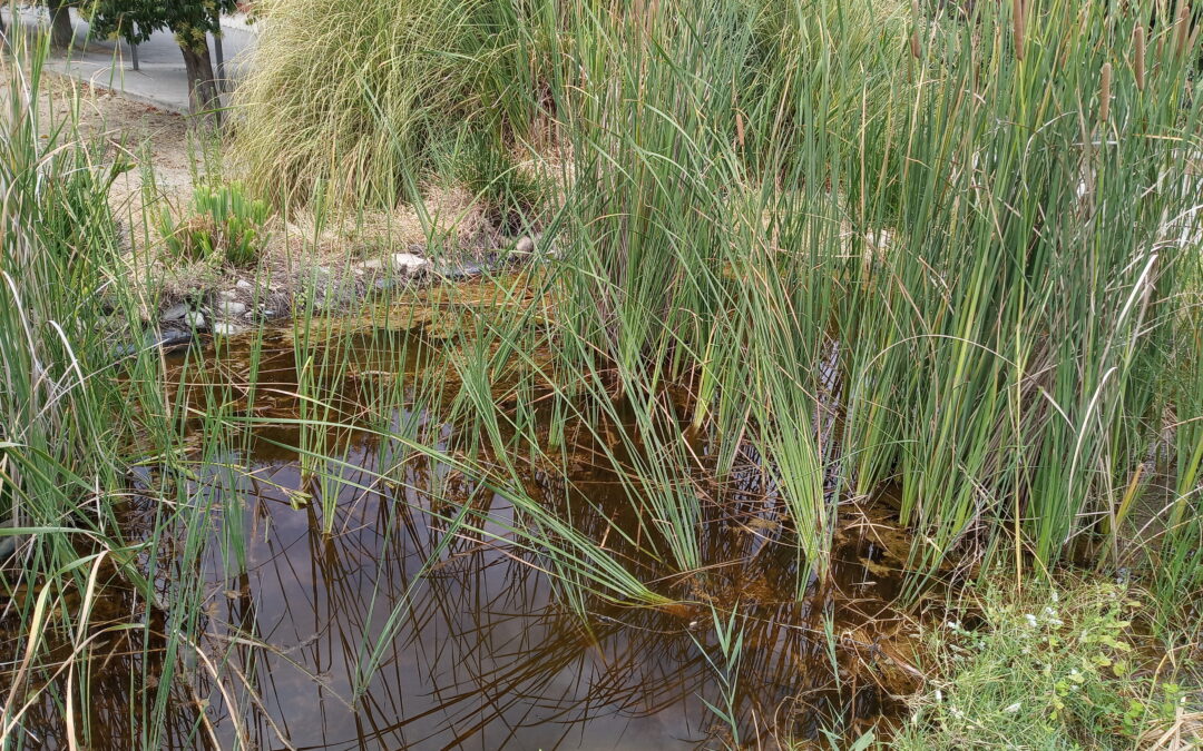 Composición del agua de la charca (julio y agosto de 2021)