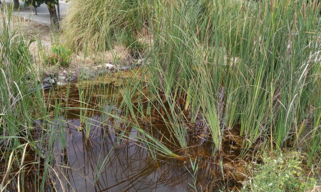 Composición del agua de la charca (julio y agosto de 2021)