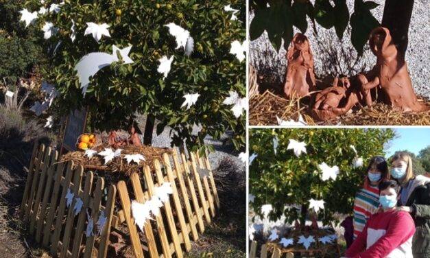 Naranjo navideño