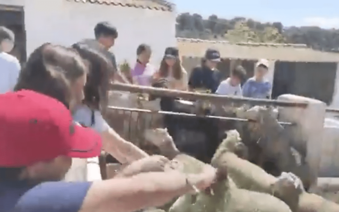 Vídeo de alumnado de La Madraza en Huerto Alegre