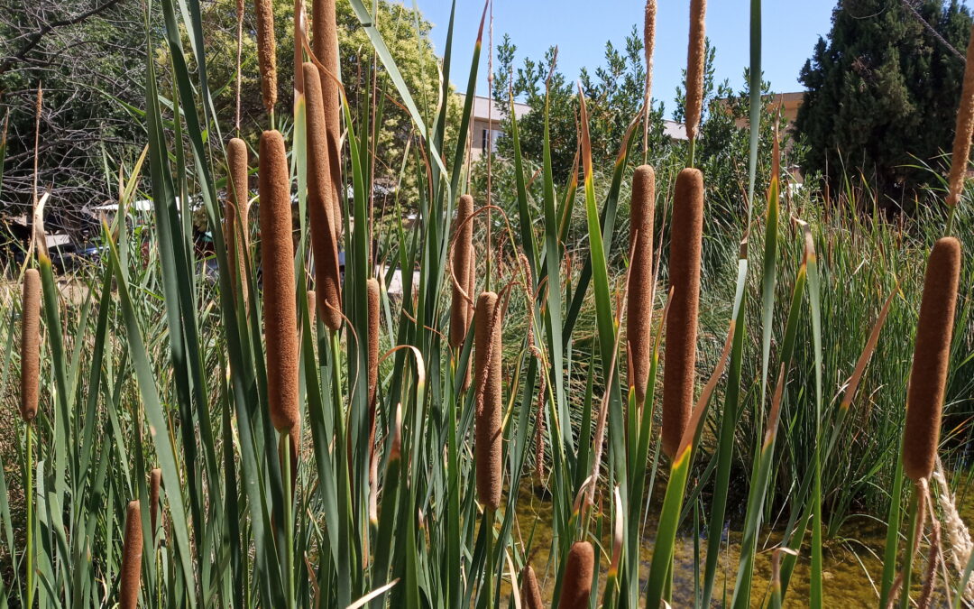 La charca y el jardín botánico en junio (2022_06_23)