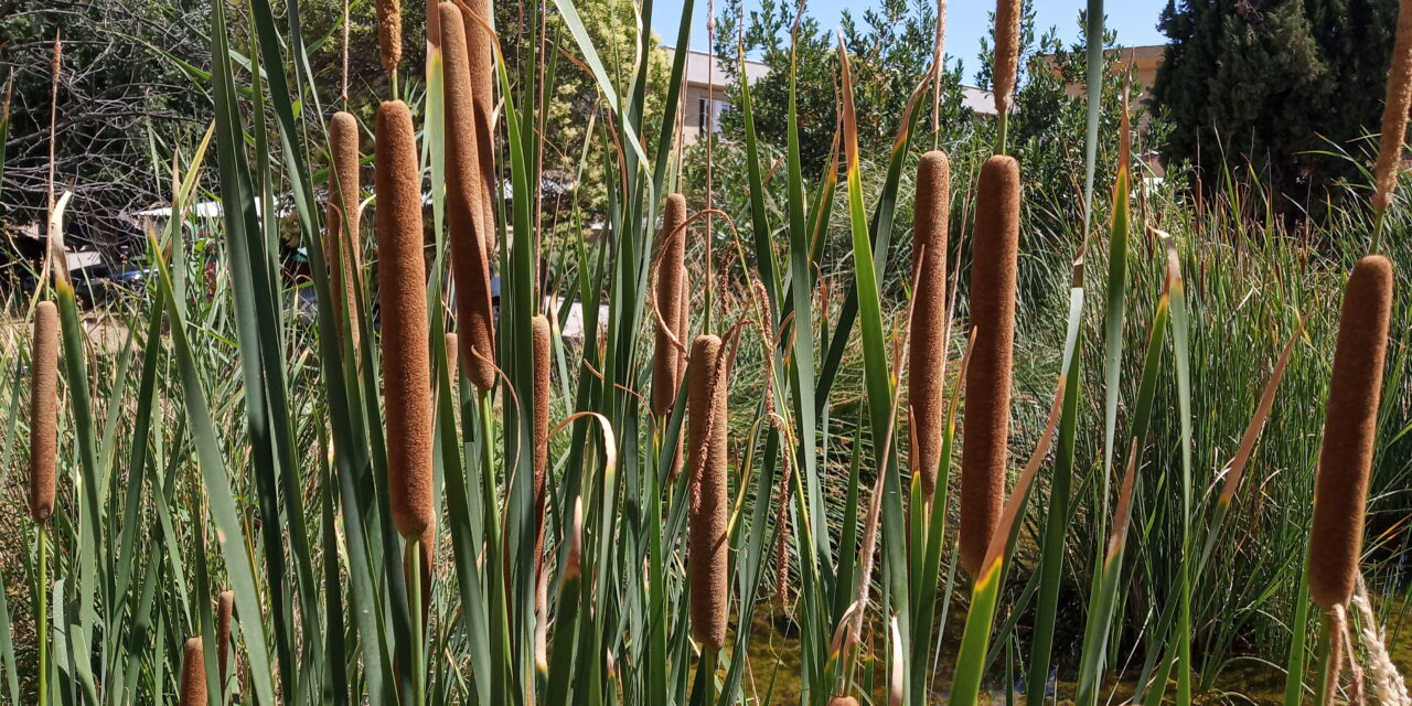 La charca y el jardín botánico en junio (2022_06_23)