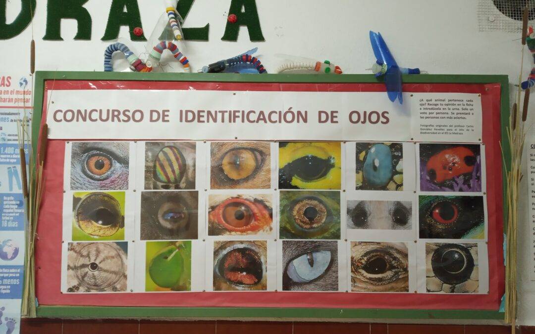 Concurso de identificación de ojos