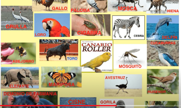 Concurso de sonidos de animales